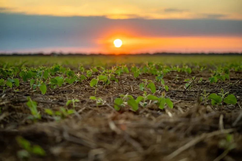 Mais calor e menos chuva: El Niño coloca agropecuária do Pará em alerta