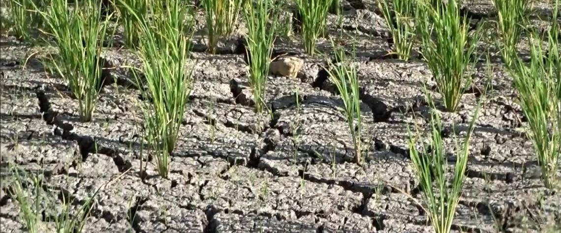 El Niño: Governo activa Planos de Acções Antecipadas à seca