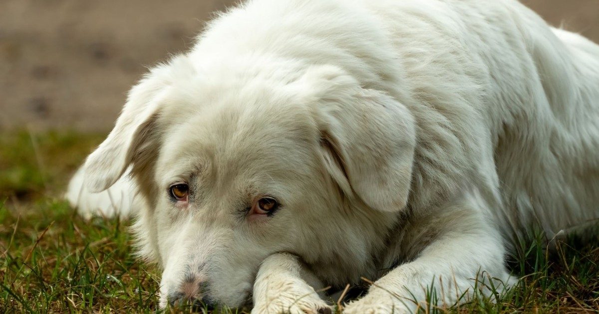 Como o Estresse Afeta a Saúde do Seu Pet e Como Minimizar