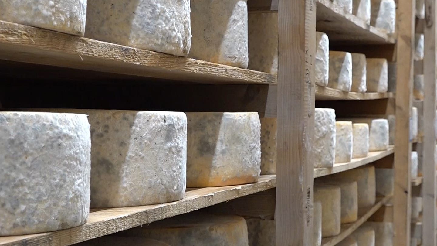 Graviera de Naxos: o "melhor queijo do mundo" enfrenta travão na produção local