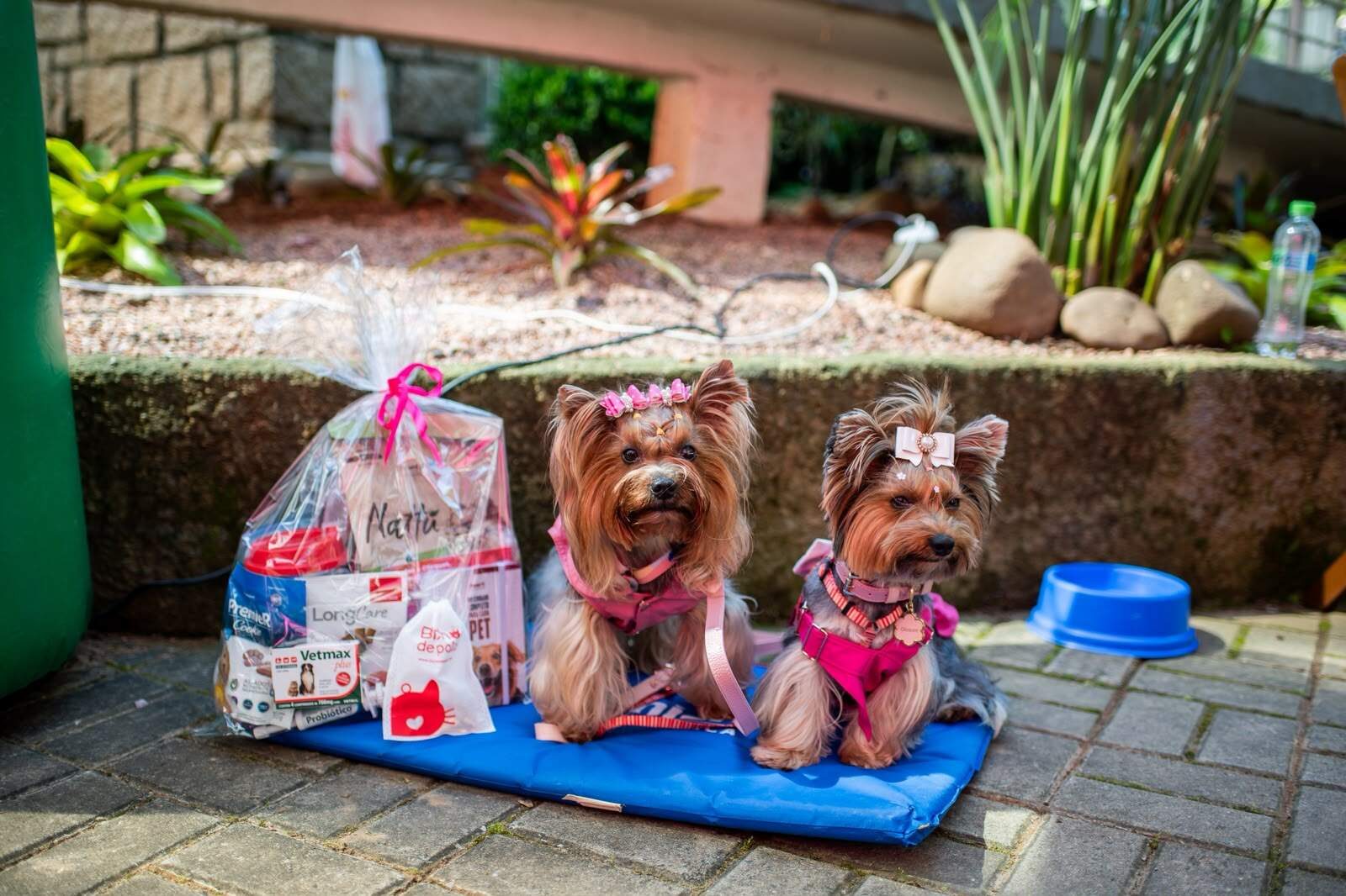 Onco Day mobiliza tutores pela prevenção do câncer de mama em cães e gatos - Jornal O Sul