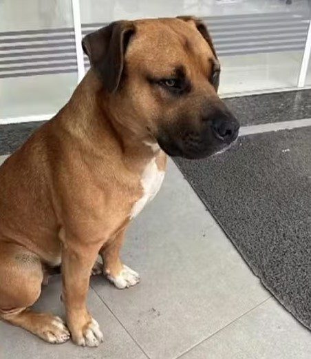 Cachorro comunitário é morto a tiros por policial no PR e caso gera revolta - TNOnline