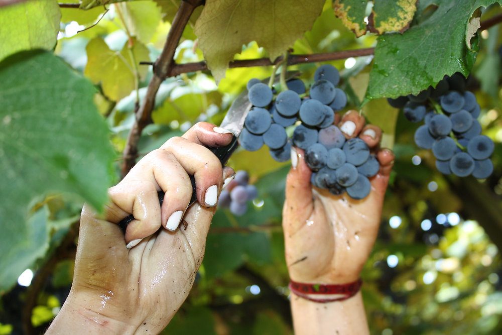 Viticultura gaúcha: certificação tem inscrições até 6 de outubro