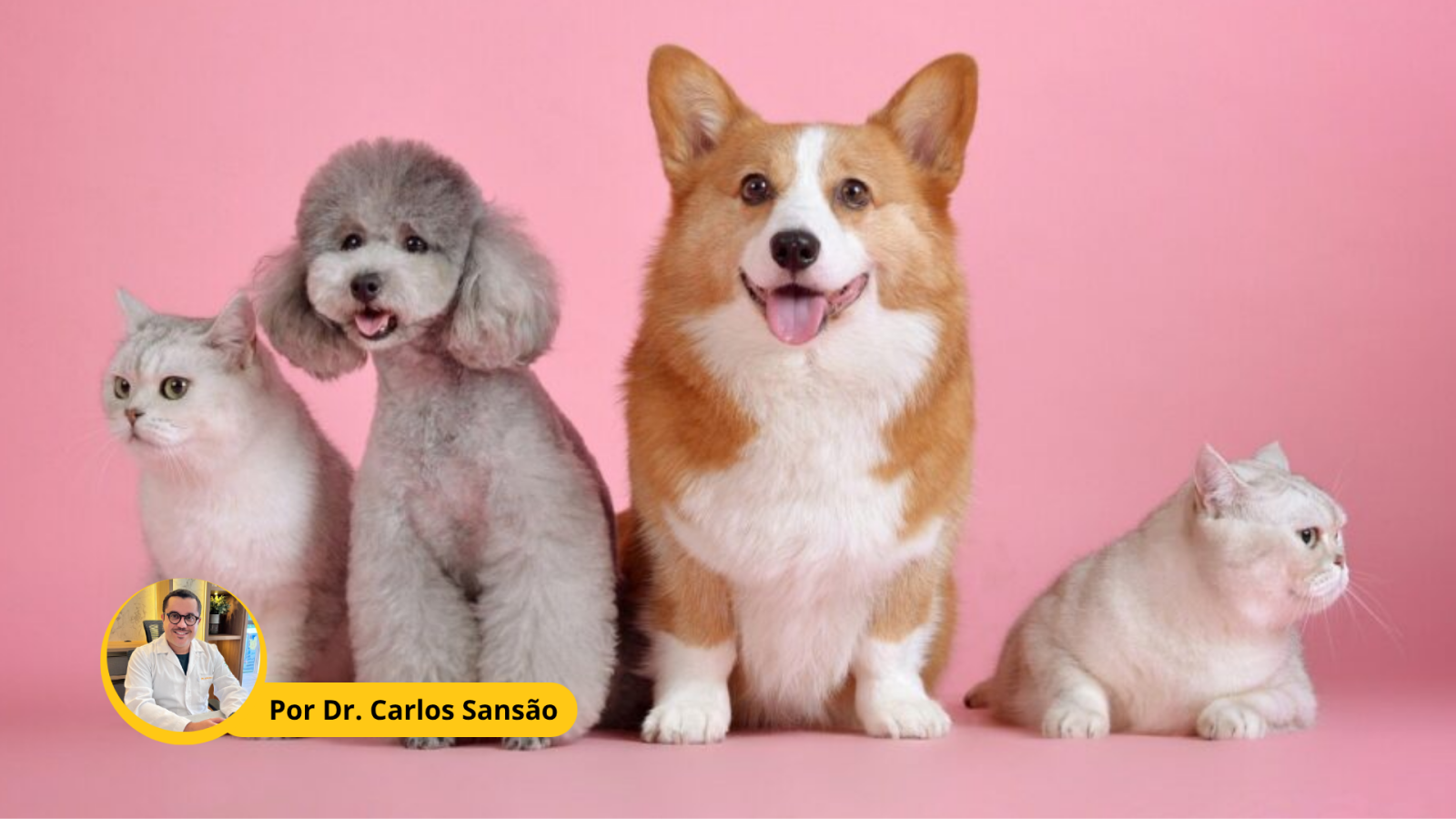 Outubro Rosa também é dos pets: o câncer de mama em cadelas e gatas