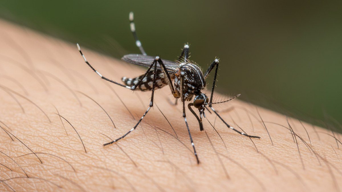 Aedes aegypti: El Niño coloca 49% das cidades em alerta