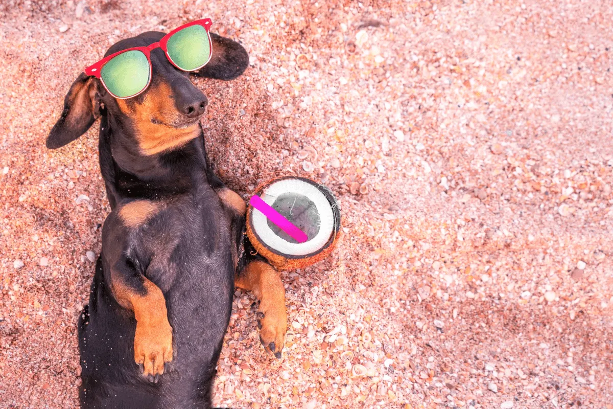 Água de coco, chá de camomila e mais: 5 bebidas seguras para oferecer aos pets nos dias quentes