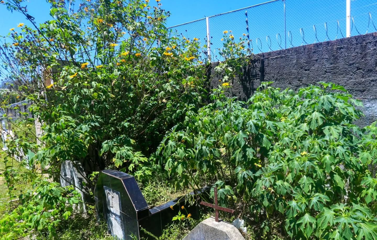 Cemitério de Maceió tem covas tomadas pelo mato e sepultamentos nos corredores