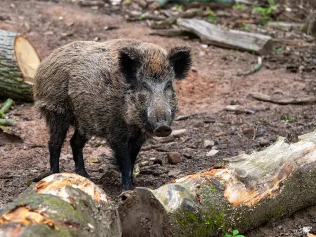 Quercus defende plano “estruturado e abrangente” para controlar aumento de javalis