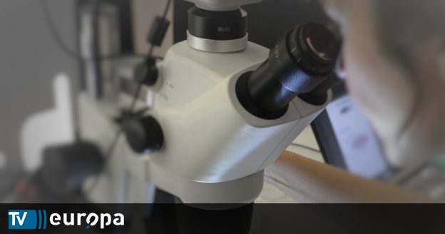 A peste é rara mas continua a matar: Como prevenir e tratar a peste