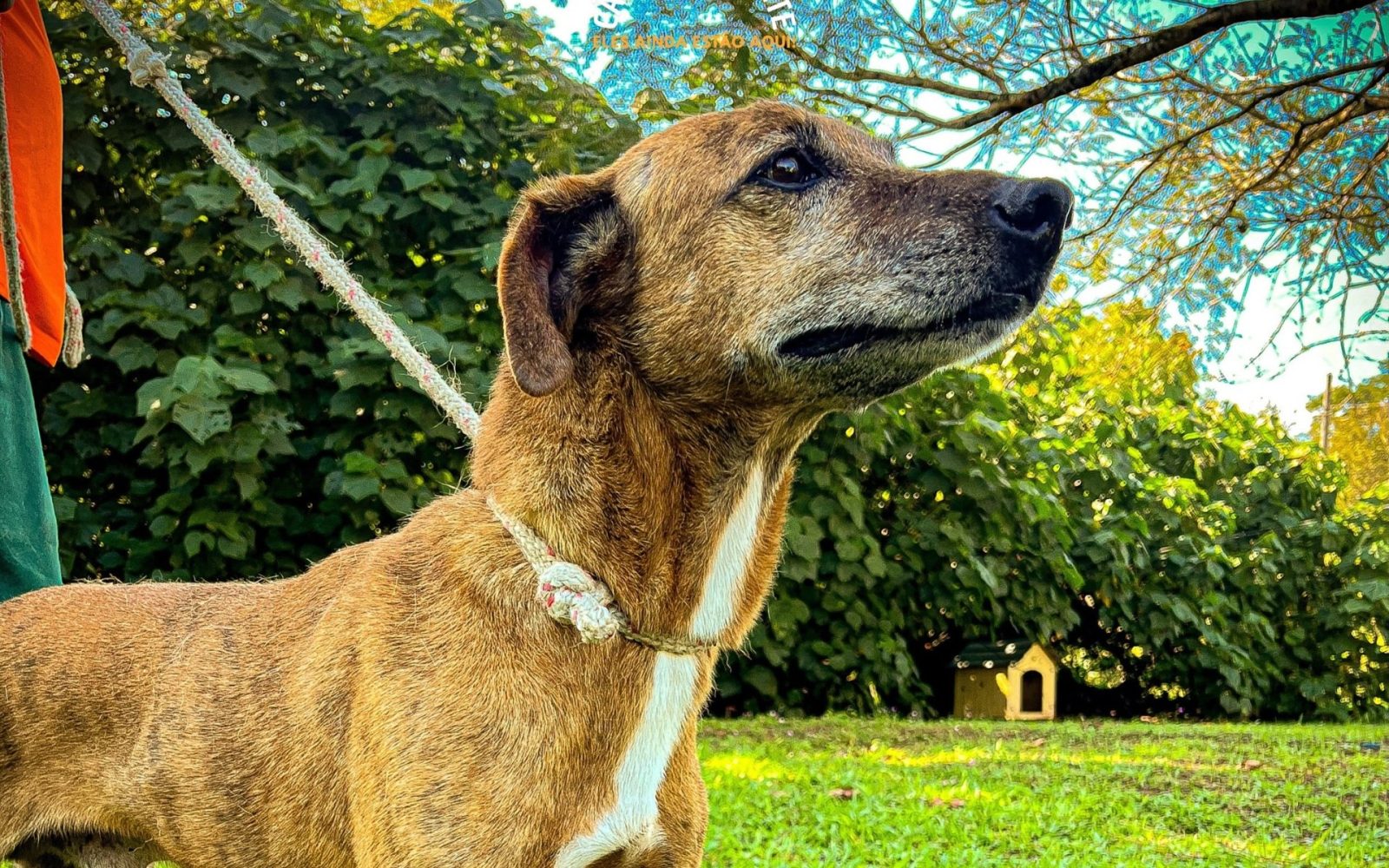 “Estamos fazendo história na cidade de Novo Hamburgo”, vereadora comemora criação da Secretaria do Bem-Estar Animal