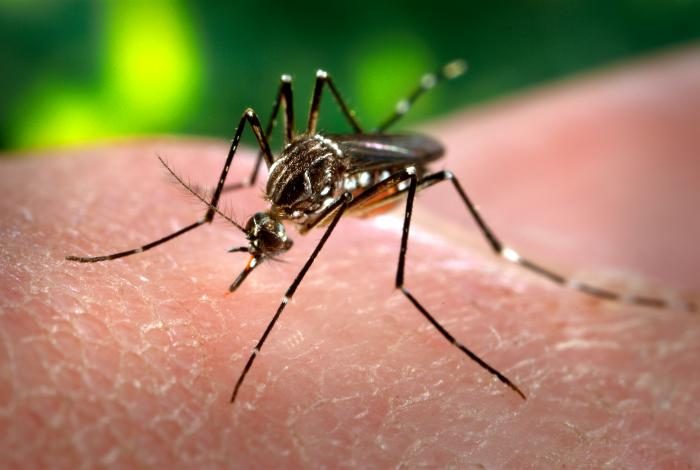Mudanças climáticas já causam aumento de doenças infecciosas no país