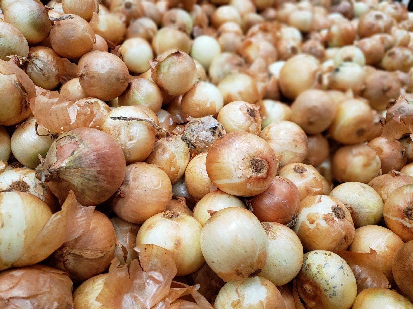 Ganho de produtividade faz colheita de cebola crescer 32,6% em Goiás